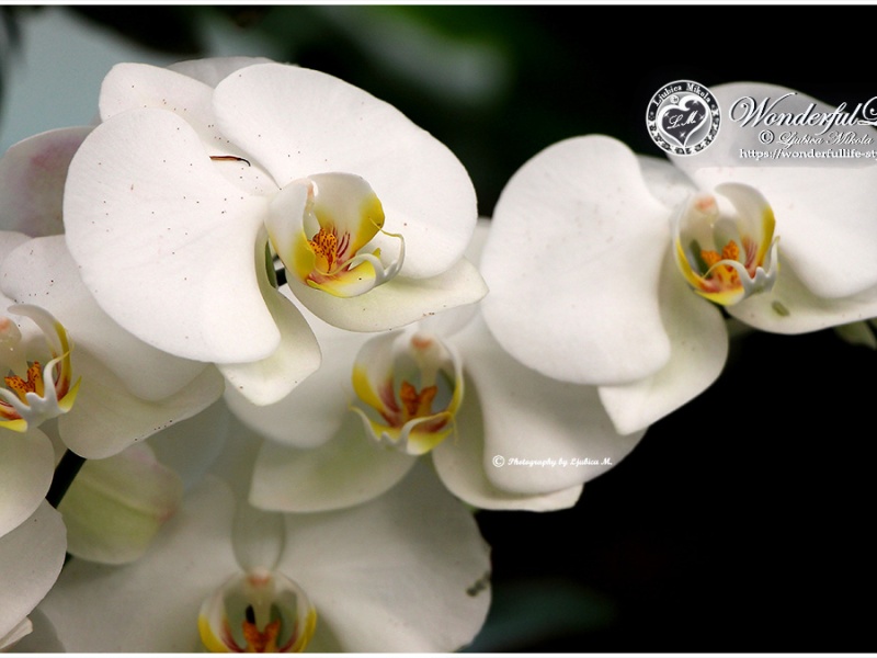 Čudovite orhideje